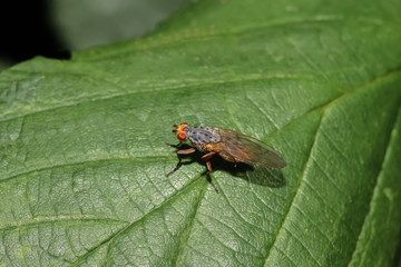 Hornfliege auf einem Blatt, Anticheta brevipennis