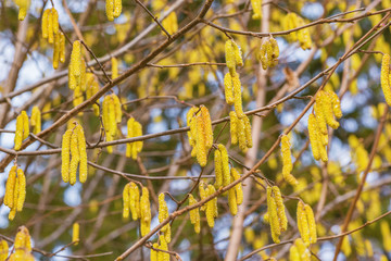Catkins hangin on a tree branch in early spring.