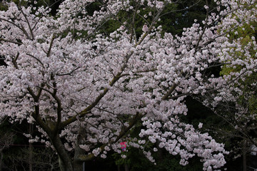 桜の風景