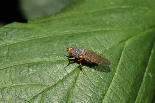 Hornfliege auf einem Blatt, Anticheta brevipennis