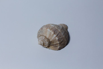 empty rapan shell on a white background