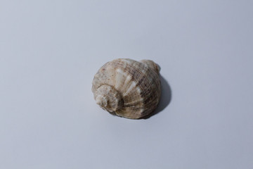 empty rapan shell on a white background