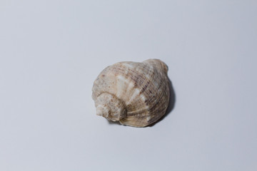 empty rapan shell on a white background