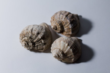 empty rapan shell on a white background