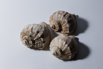 empty rapan shell on a white background