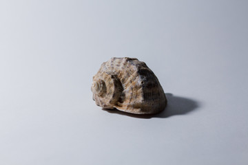 empty rapan shell on a white background