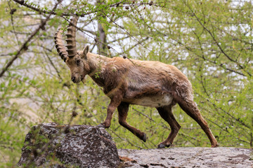 stambecchi nel parco nazionale del Gran Paradiso