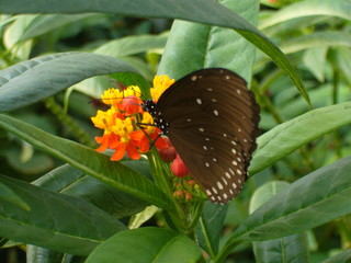Butterflies in the greenhouse. Greenhouse plants.