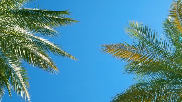 Two tropical palms on background of clear blue sky. Slow motion stock video. Leaves of palm close up