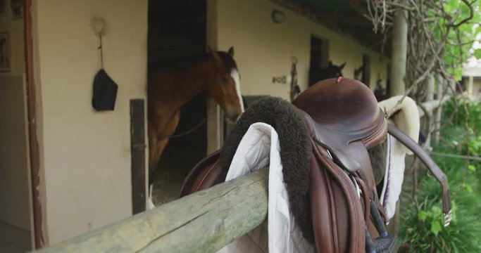 View of a Dressage horse and its saddle