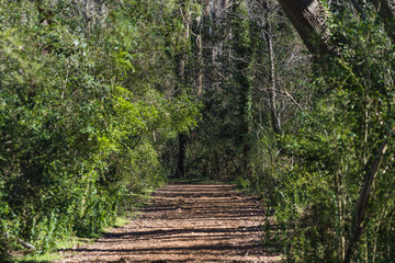 Path in Forest in Chesapeake Virginia