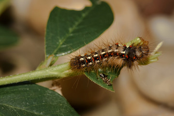 Raupe des Distelfalters