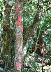 Tronco de árvore com líquen vermelho