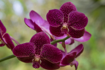 burgundy orchid flower close-up