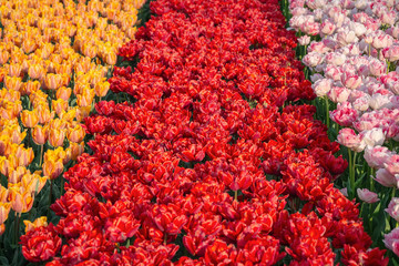 Flowerbed of tulips in the garden