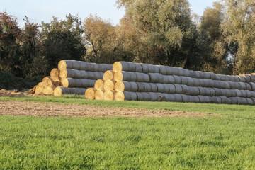 Ein großer Haufen mit runden Strohballen