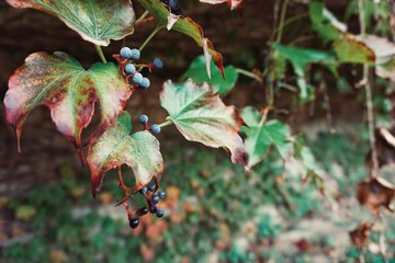 Ivy plant leaves for background. Horizontal