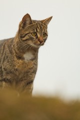 Protrait einer braunen getigerten Hauskatze, die verträumt in die Ferne sieht vor hellem Hintergrund, Felis silvestris catus