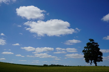 Fototapeta na wymiar Schönwetterwolken