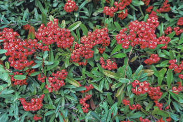 Red pyracantha plant for background. Horizontal