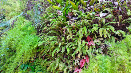 Green ferns with some other lush vegetation growing together.