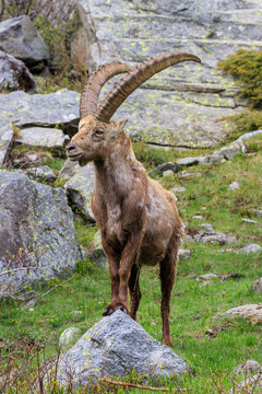 stambecchi nel parco nazionale del Gran Paradiso
