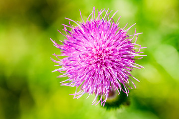 Amazing bright purple pink flower Greater Knapweed against blurred green background