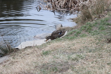 Liebe Enten am Fluss von Gars