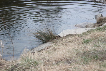 Liebe Enten am Fluss von Gars