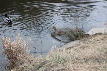 Liebe Enten am Fluss von Gars