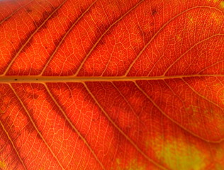 Closeup texture of a red leaf, background