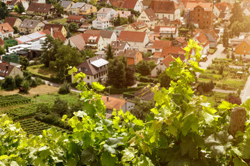Fototapeta na wymiar Vineyards growing on a hill above a German village. Colourful travel and wine-making background
