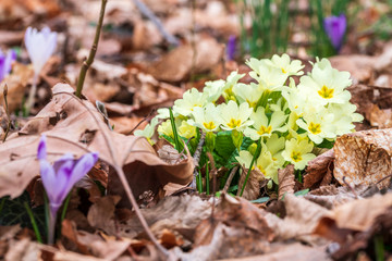 The awakening of spring. Crocus and primroses in the woods.