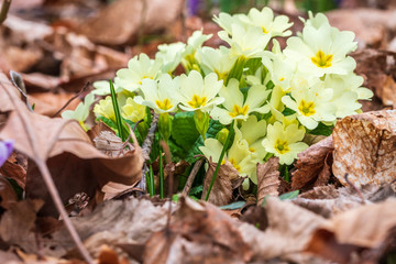 The awakening of spring. Crocus and primroses in the woods.