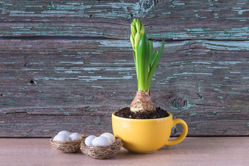 Easter and spring composition. Growth of hyacinth flower in yellow cup and birdnest with eggs on rustic wooden background