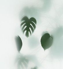 monstera palm in fog
