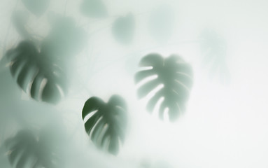 monstera palm in fog - obrazy, fototapety, plakaty