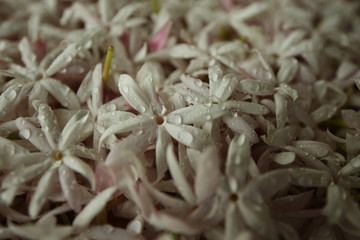 flower petals in garden  Sri Lanka