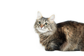 Maine coon cat on a white isolated background, horizontal orientation