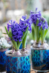 Flowering Hyacinthus orientalis King of the Blues in pots at the garden shop in spring time.