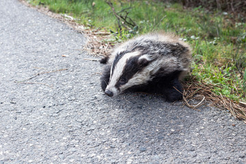 European badger (Meles meles - Eurasian badger) in his natural environment. Cute black and white mammal © Carmen
