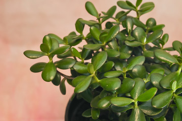 Crassula ovata, green lucky plant