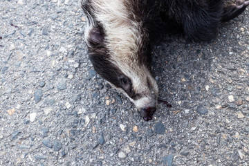 European badger (Meles meles - Eurasian badger) in his natural environment. Cute black and white mammal dead © Carmen