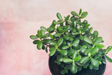 Crassula ovata, jade plant in pot, with negative space