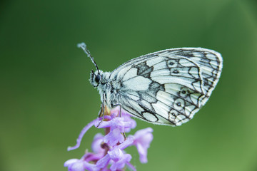 Marbled white butterfly  (Melanargia galathea)