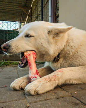 Perro blanco comiendo hueso