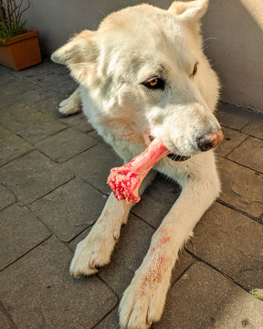 Perro blanco comiendo hueso