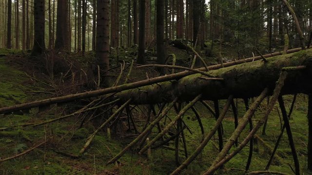 Closeup view of a torn down ramified branched tree.