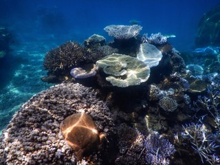 Colourful Corals at Drawaqua Island – Yasawa Islands Fiji