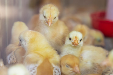 Yellow newborn chickens